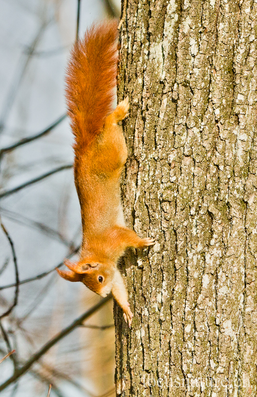 Ecureuil 9385.jpg - Ecureuil roux Sciurus vulgaris (Genève, Suisse, mars 2012)
